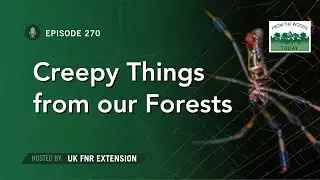 Creepy Things From Our Forests - From the Woods Today - Episode 270