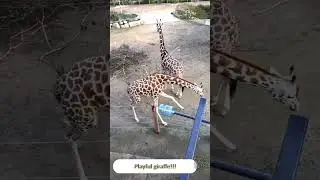 Playful giraffe 🦒