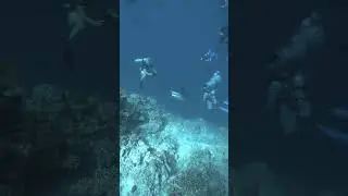 Shark Jump Scare