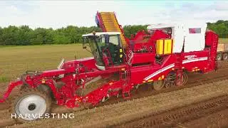 Heygate Farms, Swaffham - Norfolk Peer Potatoes