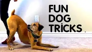 Teach Your Dog 8 Fun Tricks using Clicker Training