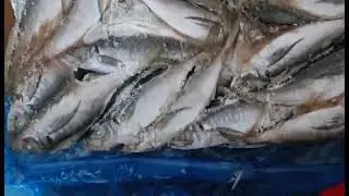 #frozen #horse_mackerel #from #southkorea #exporting #egypt #alkayanco 