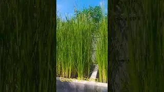 Typha laxmannii=cattail anggun. Ruang yg terlihat misahkan bunga jepit rambut  bunga pistillate.&nbsp;
