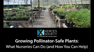 Growing Pollinator-Safe Plants: What Nurseries Can Do (and How You Can Help)