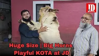 Huge Size | Big Horn | Playful Kota | JD Goat Farm