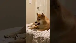 Shiba sounds 🤣 #dogs #funnypets #shiba #petvideos #funny #shorts #dog #dogshorts #dogvideos #cute