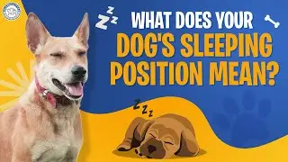 What Does Your Dog's Sleeping Position Mean? 🐕 | Dog Sleeping Habits | Alangu Dog Farm
