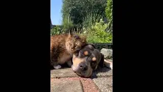 You Got A Friend In Me! #cats #dog #bestfriend #shortvideos #youtubeshorts #animalyoutube #explore