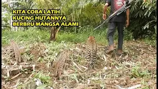 Cara Melatih Kucing Hutan Supaya Nurut/Ngikutin Ketika Dibawa Berbru Di Alam