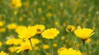 Bee in Wildflower Meadows