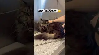 Titan pas content 😠 Le compte de Titan: @titanlemaincoon #toilettage #groomer #chat #cat #mainecoon