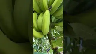banana and fish around my house #beautifulflower #banana #fish #fruit