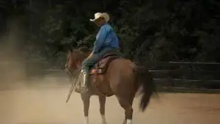 Iconoclast Equine Support Boots Commercial