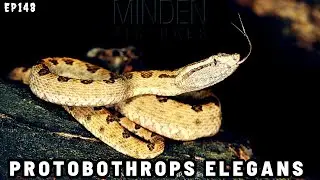 Episode 148: Description Protobothrops elegans snake