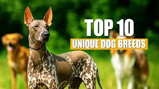 Top 10 Rarest Dog Breeds in the World 🐕 | Strange & Unique Dogs You&rsquo;ve Never Seen!