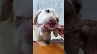 Funny dog..😂🍌eating yoghurt & banana  #eating #dog #foryou #trending