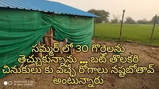 Goat And Sheep Farming Guide for Beginners || AP & TS Sheep & Goat Farmers