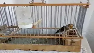 جغل تونسي طرقة غناء صافي ما شاء الله 2020