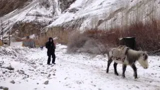 A pony from Rumbak village going home