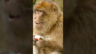 Unleashing MONKEY Revenge! CRAZY Monkey Story - Joe Rogan #jre #joerogan