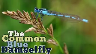 The Common Blue Damselfly: A Jewel by the Water