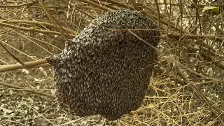 Honey Harvesting Tips | Easy & Safe Way to Collect Natural Honey from Tree