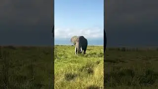 . Emotional Elephant Moments 🐘 | AnimalScope #Shorts