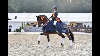 Fynch Hatton - Stallion Collection Schockemoehle & Helgstrand 2021 ENG