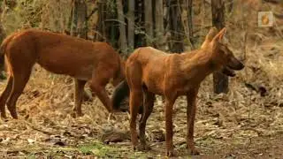 Indian wild animal lifestyle E7 dhole is a highly social animal #WORLD SCAN