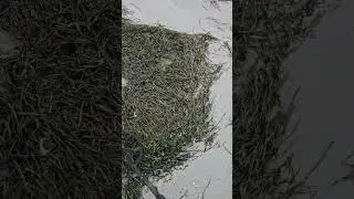 Post Hurricane Milton Clearwater Beach, Florida metal detecting.