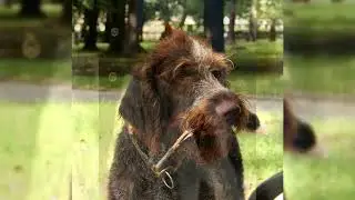 The Drahthaar or German Wirehaired Pointer.