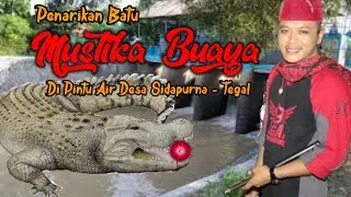 PENARIKAN MUSTIKA BUAYA DI PINTU AIR DESA SIDAPURNA - TEGAL
