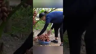 Snake Fruit Harvesting