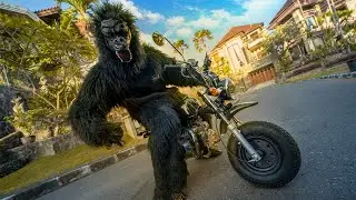 GORILLA RIDES GORILLA MOTORCYCLE!!