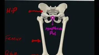 introduction to lower limb