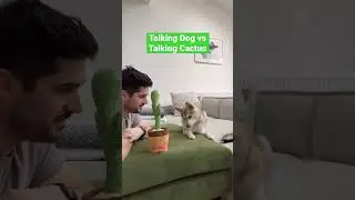 Talking Mini Husky Vs Dancing Cactus - Who Will Win? #dancingcactus #dogsofyoutube #funnydogs