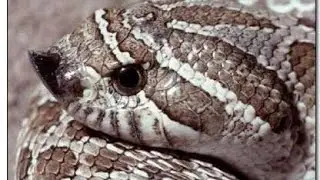 11 Animals That Outsmart Predators Easily #SmartAnimals #AnimalIntelligence #animals #AnimalBehavior