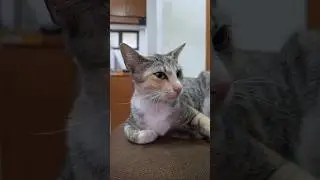 looks like a hard to get deal! #prettycat #animallovers #prettyfunny #pinkcat #catlady #lovelycat