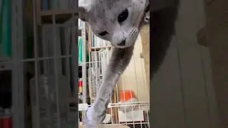 猫アレルギーと新しい仔猫の生活149日目『きて』#shorts #ロシアンブルー #猫