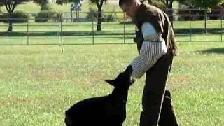 Dobermann Schutzhund Trial DPCA Oct 2008