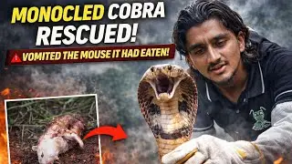 Emergency Moment | Lekhnath ma Monocled Cobra Rescue | Cobra le Musa Vomit Garyo 🐍