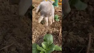 The Ultimate Garden Hack