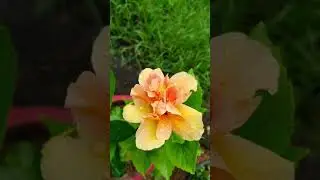 hibiscus flower variations of yellow light red