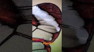 #wow!!! #perfect #butterfly #Ithomia in #macro #Glasfl&uuml;gelfalter #shorts