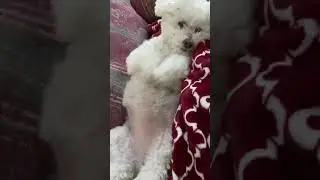 Lazy Day Dog Vibes