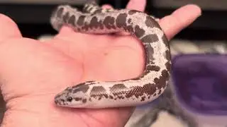 How to identify if your Kenyan sand boa is male/female:tail length comparison