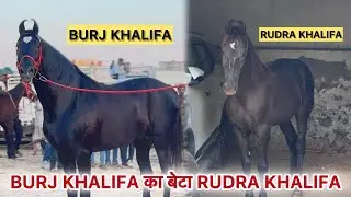 BURJ KHALIFA का बेटा RUDRA KHALIFA🐎 NEW HORSE😍 BURJ KHALIFA HORSE💯 #burjkhalifa  #pushkarfair #horse