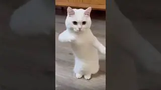 #salt #फनी #cat #catlover #cats #catvideos #catholic #catvideo #catlife #cat ka