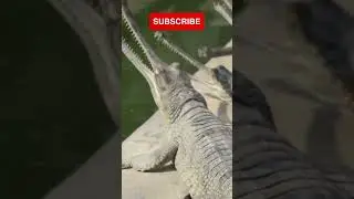 Gharial #animals #animallover #nature #asia #india