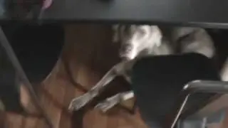 Oliver Weimaraner